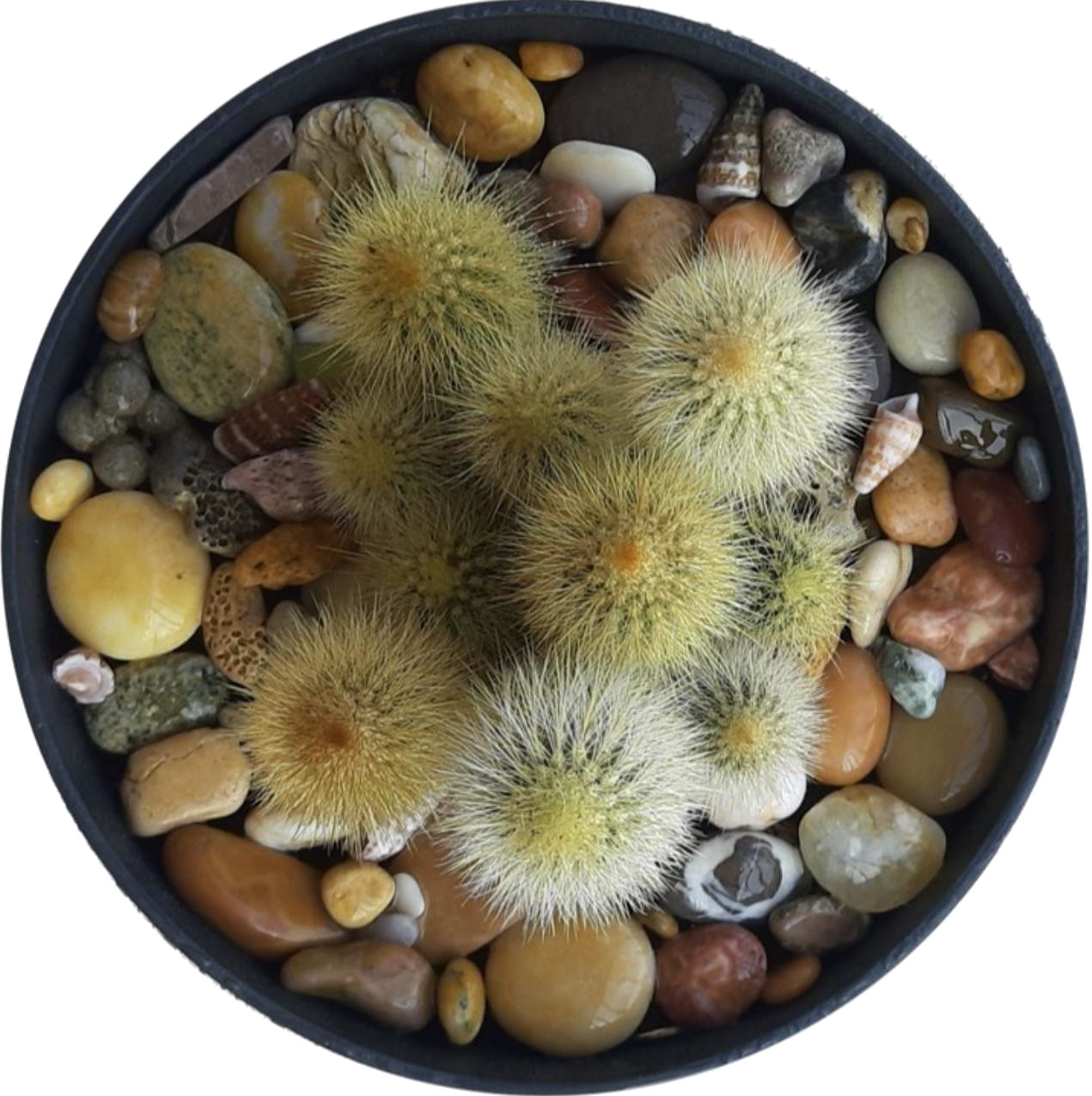 uploads/92_Top down Boris 2023.jpg